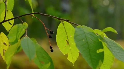 Tree branch with black dried berries close-up, autumn forest Stock Footage 161207108