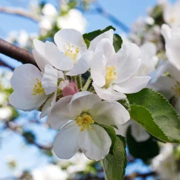 Tree branch in bloom Stock Photos
