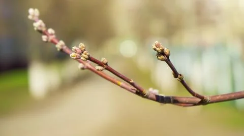 A tree branch blooms in spring Stock Photos