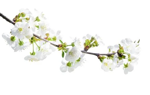 Tree branch with blossom. cherry tree in spring. isolated Stock Photos