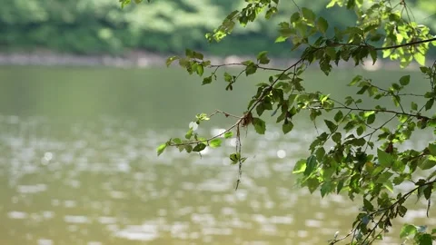 Tree branch blowing in the wind Stock Footage 326821595