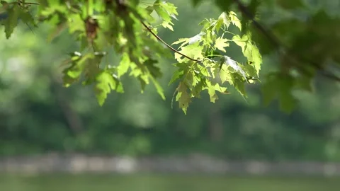 Tree branch blowing in the wind Vidéo 326821596