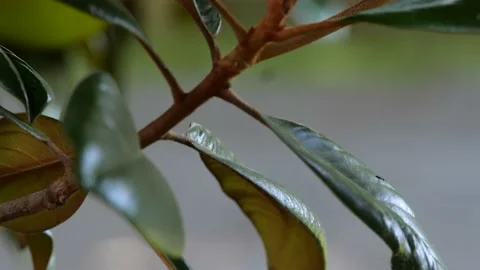 Tree Branch Blowing in Wind Smooth SLOW MOTION 4K 24fps 10-bit Stock Footage 197100593