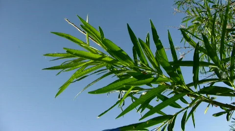 Tree branch on a blue background Stock Footage 843298