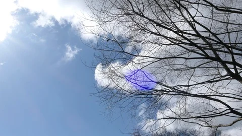 Tree Branch On Blue Sky Background In Spring Sunny Day Stock Footage 88535708