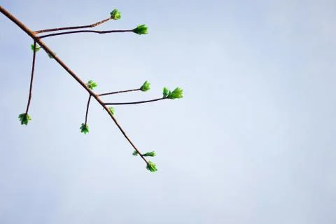 Tree branch in the blue sky background. Foto stock