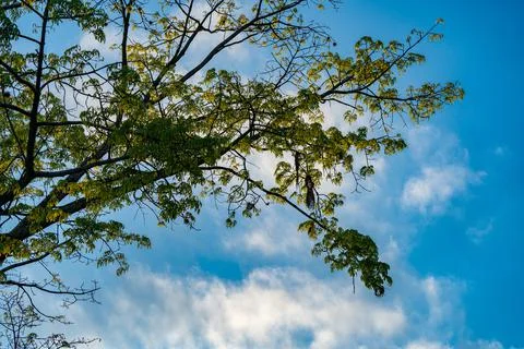 Tree branch with blue sky at the background Stock Photos