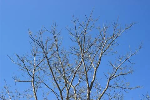 Tree branch on blue sky background.Refreshing and beautiful nature. Stock Photos