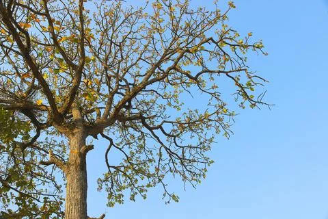 Tree branch on blue sky background.Refreshing and beautiful nature. Stock Photos