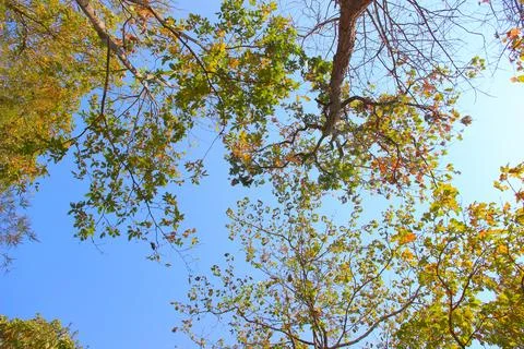 Tree branch on blue sky background.Refreshing and beautiful nature. Stock Photos