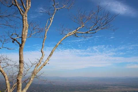 Tree branch on blue sky background.Refreshing and beautiful nature. Foto stock