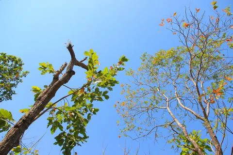 Tree branch on blue sky background.Refreshing and beautiful nature. Foto stock