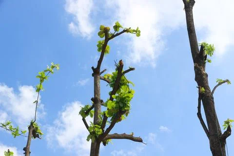 Tree branch on blue sky background.Refreshing and beautiful nature. Stock Photos