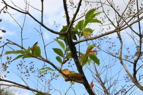 Tree branch on blue sky background.Refreshing and beautiful nature. Stock Photos