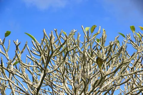 Tree branch on blue sky background.Refreshing and beautiful nature. Stock Photos