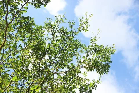 Tree branch on blue sky background.Refreshing and beautiful nature. Stock Photos
