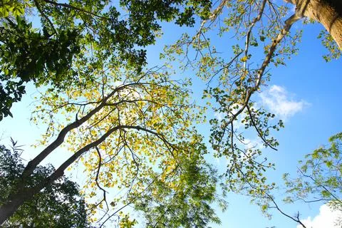 Tree branch on blue sky background.Refreshing and beautiful nature. Stock Photos