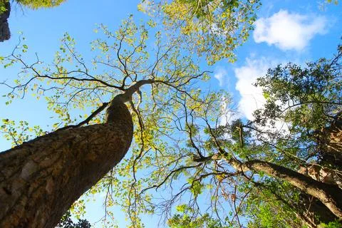 Tree branch on blue sky background.Refreshing and beautiful nature. Stock Photos
