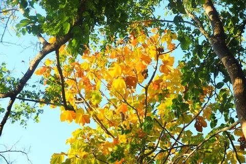 Tree branch on blue sky background.Refreshing and beautiful nature. Stock Photos