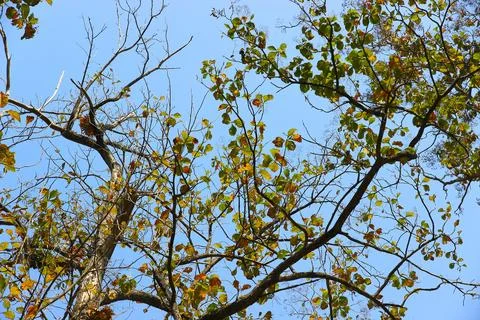 Tree branch on blue sky background.Refreshing and beautiful nature. Stock Photos