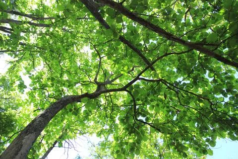 Tree branch on blue sky background.Refreshing and beautiful nature. Stock Photos