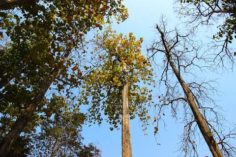 Tree branch on blue sky background.Refreshing and beautiful nature. Stock Photos