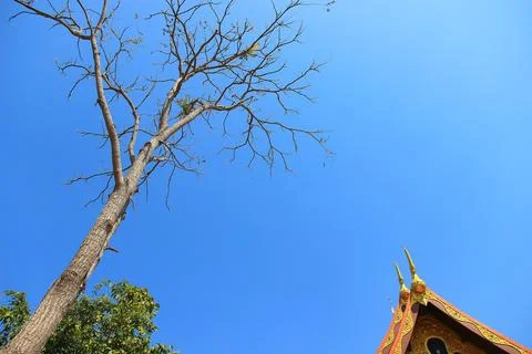 Tree branch on blue sky background.Refreshing and beautiful nature. Stock Photos