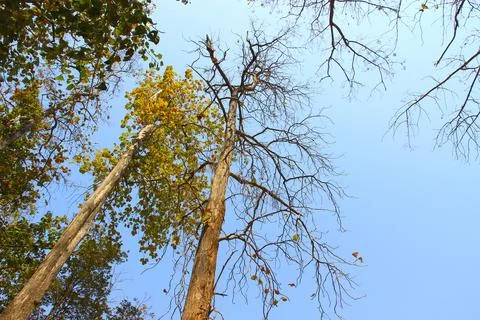 Tree branch on blue sky background.Refreshing and beautiful nature. Stock Photos