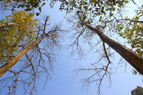 Tree branch on blue sky background.Refreshing and beautiful nature. Stock Photos