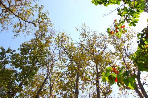 Tree branch on blue sky background.Refreshing and beautiful nature. Stock Photos