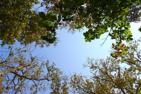 Tree branch on blue sky background.Refreshing and beautiful nature. Stock Photos