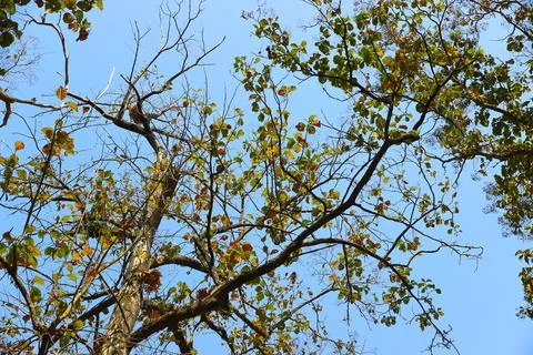 Tree branch on blue sky background.Refreshing and beautiful nature. Stock Photos