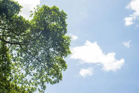 Tree branch on blue sky with clouds Stock Photos