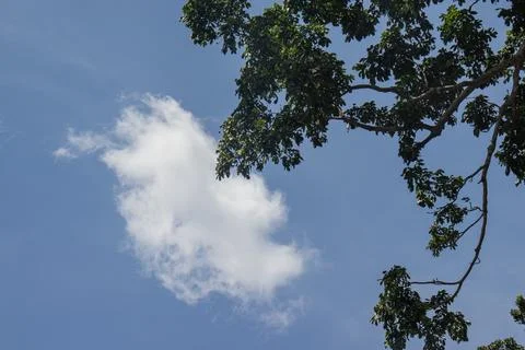 Tree branch on blue sky Stock Photos