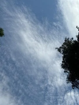 A tree branch in the blue sky Foto stock
