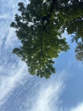 A tree branch in the blue sky Foto stock