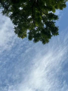 A tree branch in the blue sky Foto stock