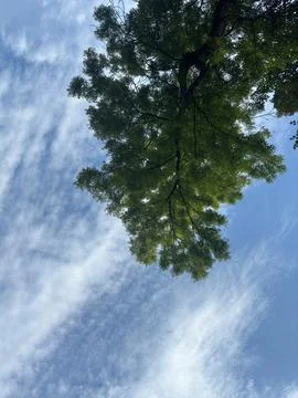 A tree branch in the blue sky Foto stock