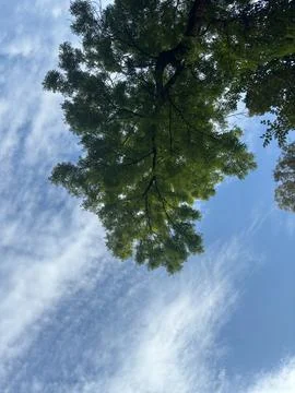 A tree branch in the blue sky Foto stock