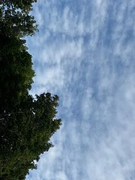 A tree branch in the blue sky Foto stock