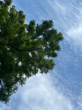 A tree branch in the blue sky Stock Photos