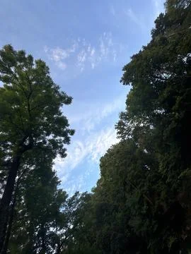 A tree branch in the blue sky Stock Photos