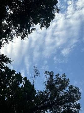 A tree branch in the blue sky Stock Photos