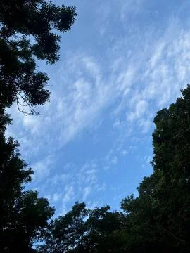 A tree branch in the blue sky Foto stock