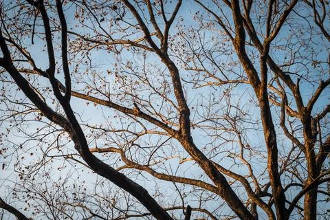 Tree Branch on blue Winter Sky. Stock Photos