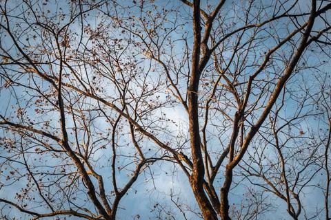 Tree Branch on blue Winter Sky. Stock Photos