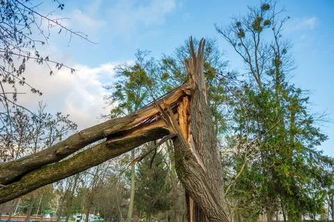 Tree Branch Breaks in Park Due to Strong Winds During Early Afternoon in a .. Stock Photos