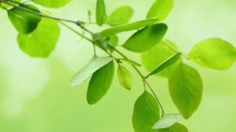 Tree branch on a bright green background bokeh. Stock Footage 49929876