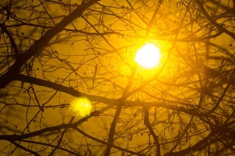 Tree branch on a bright sun Stock Photos