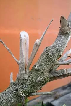 Tree branch with broken and trimmed wood against orange wall Stock Photos